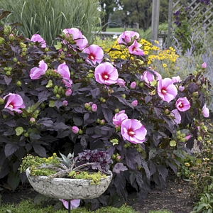 Hibiscus Giant Starry Starry Night Bare Root